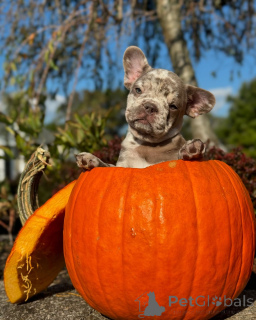 Photo №2 de l'annonce № 150637 de la vente bouledogue - acheter à Allemagne de l'abri, éleveur