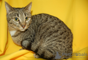 Photos supplémentaires: Le chat Vesta cherche un foyer