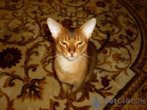 Photo №3. Chat abyssin accouplement Moscou en Fédération de Russie. Annonce № 131744