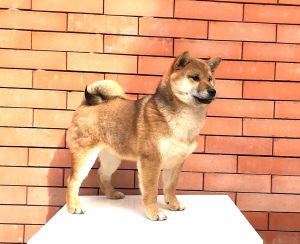 Photo №1. shiba - à vendre en ville de Rostov-sur-le-Don | Négocié | Annonce №5675