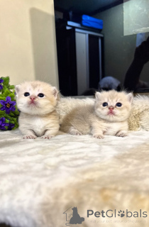 Photo №1. munchkin - à vendre en ville de Tachkent | négocié | Annonce № 168964