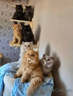 Photo №1. british longhair - à vendre en ville de Vienne | 580€ | Annonce № 163816