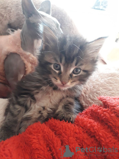 Photo №1. maine coon - à vendre en ville de Тилбург | 300€ | Annonce № 109182