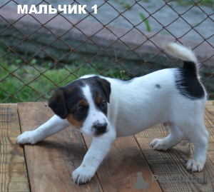 Photo №4. Je vais vendre parson russell terrier en ville de Ровно. éleveur - prix - 233€