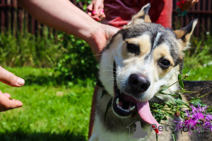 Photos supplémentaires: Asenka est un mélange de husky, un chien merveilleux ! Entre de bonnes mains