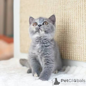 Photo №3. Chatons British Shorthair disponibles à la vente.. Belgique