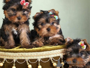 Photo №1. yorkshire terrier - à vendre en ville de Île de Kiawh | négocié | Annonce №168784