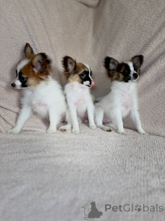Photo №1. papillon - à vendre en ville de Minsk | 234€ | Annonce №169125