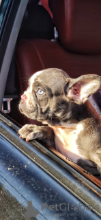 Photos supplémentaires: chiots bouledogue français bleu merle