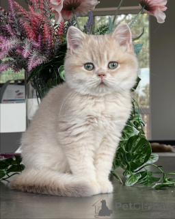 Photo №4. Je vais vendre chat chinchilla en ville de Munich. éleveur - prix - négocié