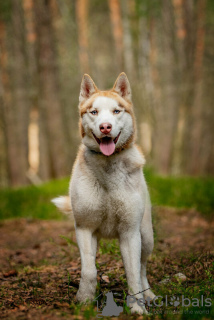 Photos supplémentaires: Le beau husky Hart est entre de bonnes mains