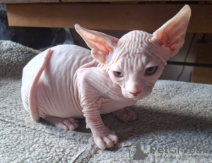 Photo №4. Je vais vendre sphynx en ville de Дармштадт. annonce privée - prix - négocié