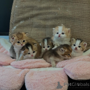 Photo №1. british longhair - à vendre en ville de Berlin | négocié | Annonce № 161184