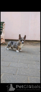 Photo №2 de l'annonce № 65259 de la vente welsh corgi - acheter à Grèce de la fourrière