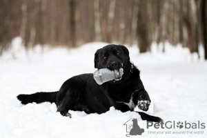 Photo №2 de l'annonce № 120234 de la vente chien bâtard - acheter à Fédération de Russie annonce privée