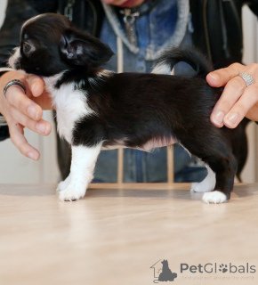 Photo №1. chihuahua - à vendre en ville de Baie du Canada | négocié | Annonce №161438