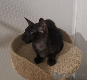 Photo №2 de l'annonce № 33130 de la vente oriental shorthair - acheter à Fédération de Russie de la fourrière