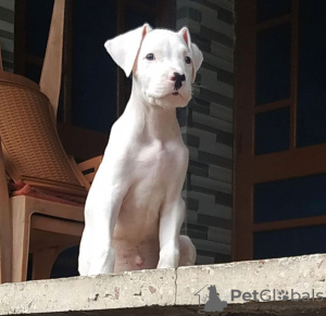 Photo №1. dogue argentin - à vendre en ville de Branson | 804€ | Annonce №50806