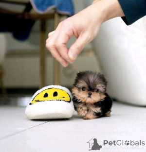 Photo №1. yorkshire terrier - à vendre en ville de Helsinki | 550€ | Annonce №163787