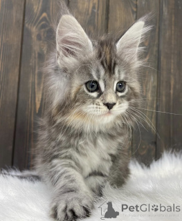 Photo №1. maine coon - à vendre en ville de Baden-Baden | 550€ | Annonce № 163456