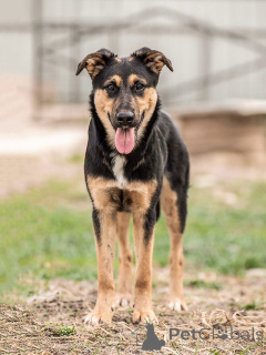 Photo №1. chien bâtard - à vendre en ville de Moskova | Gratuit | Annonce №166420