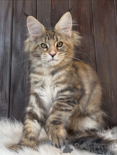 Photo №2 de l'annonce № 161210 de la vente maine coon - acheter à USA éleveur
