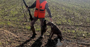 Photo №3. Chienne de Braque de Weimar. Serbie