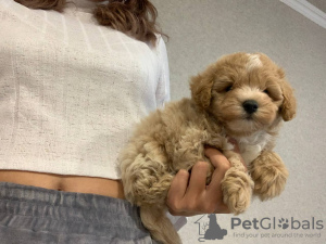 Photos supplémentaires: CONDITIONS GENERALES DE VENTE maltipoo f1 min, livraison, marchandage, maltipoo