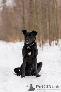 Photo №4. Je vais vendre chien bâtard en ville de Москва.  - prix - Gratuit