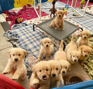 Photo №1. golden retriever - à vendre en ville de Charleroi | Gratuit | Annonce №167873