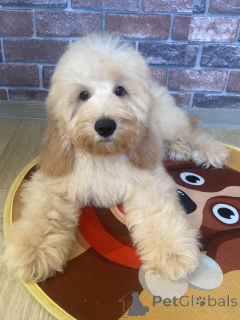 Photo №4. Je vais vendre cocker spaniel anglais, caniche (nain) en ville de Voronezh. annonce privée - prix - négocié