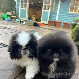 Photo №1. pékinois - à vendre en ville de Rijeka Crnojevića | négocié | Annonce №170482
