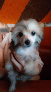 Photo №3. Belle fille duveteuse, Documents KSU FCI.. Ukraine