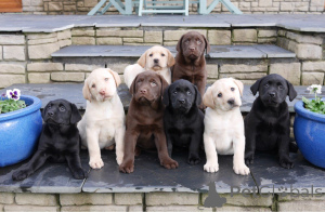 Photo №3. Urocze szczenięta labradora retrievera à l'adoption. Pologne