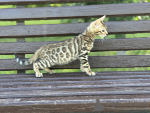 Photo №3. Savannah F2 garçon. Italie