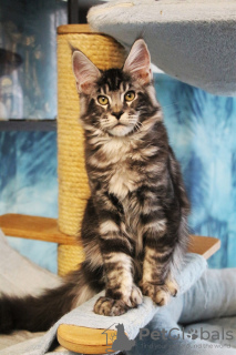 Photo №2 de l'annonce № 10480 de la vente maine coon - acheter à Fédération de Russie de la fourrière