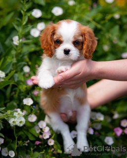 Photo №1. cavalier king charles spaniel - à vendre en ville de Гамбург | 400€ | Annonce №80864