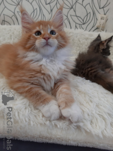 Photo №3. Chatons Maine Coon. Fédération de Russie