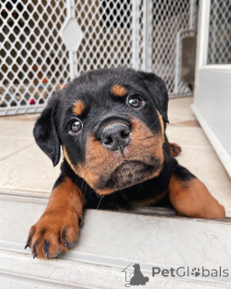 Photo №1. rottweiler - à vendre en ville de Brighton | 300€ | Annonce №177669