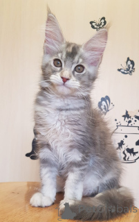 Photo №3. Groß, Verspielt und Sehr Anhänglich, Mit Einem Hervorragenden Stammbaum.. Allemagne