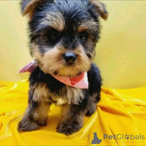 Photo №1. yorkshire terrier - à vendre en ville de Helsinki | 500€ | Annonce №163971