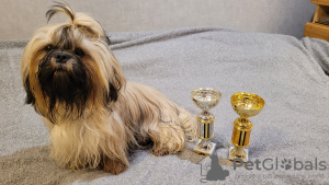 Photos supplémentaires: Chiots Shih Tzu de race pure.