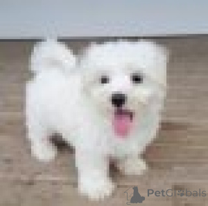 Photo №1. bichon maltais - à vendre en ville de Bruxelles | Gratuit | Annonce №165743
