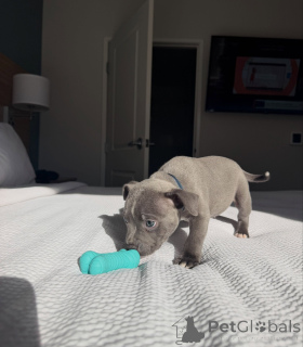 Photo №1. staffordshire bull terrier - à vendre en ville de Munich | négocié | Annonce №178079