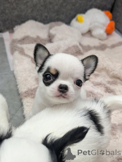 Photo №2 de l'annonce № 163636 de la vente chihuahua - acheter à La finlande annonce privée, de l'abri