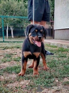Photo №3. Rottweiler, Top Puppy. Serbie