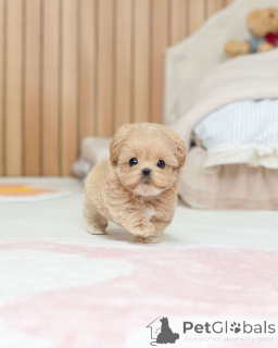 Photo №1. maltipu - à vendre en ville de Berlin | négocié | Annonce №163588