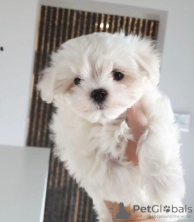 Photo №1. bichon maltais - à vendre en ville de Bruxelles | négocié | Annonce №40428