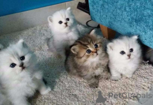 Photo №1. persan - à vendre en ville de Bietigheim-Bissingen | Gratuit | Annonce № 144931