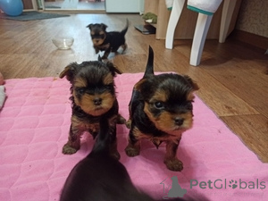Photo №1. yorkshire terrier - à vendre en ville de Ramstein-Miesenbach | 560€ | Annonce №166051